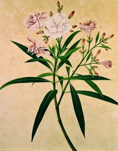 Oleander, ca. 1840 (gouache) af Indian School