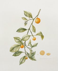 Ornamental Orange, 1995 (wc) af Iona Hordern