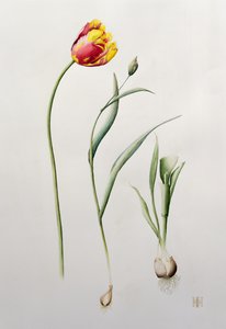 Parrot Tulip, 1995 (wc) af Iona Hordern