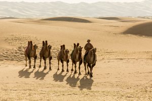 Karavane af baktriske kameler i den sydlige Gobi-ørken, Mongoliet, 2013 (foto) af Ira Block