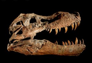 Fossilt kranium af Tyrannosaurus Rex "Sue.... af Ira Block