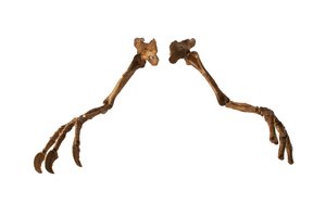 Den mongolske dinosaur Deinocheirus med sine gigantiske arme og kløer. af Ira Block