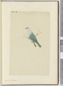 F.12 Due. Ny Kaledonien, 1772-75 (wc) af Isaac Smith