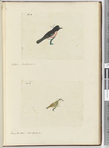F.13 Fantail. New Zealand F.14 Lille viftehale. New Zealand, 1772-75 (wc) af Isaac Smith