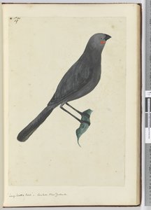 F.19 Stor hvalfugl, gøg. New Zealand, 1772-75 (wc)