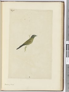 F.22 Spotfugl, 1772-75 (wc) af Isaac Smith