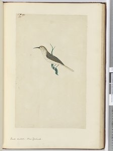 F.23 Lille gøg. New Zealand, 1772-75 (wc)