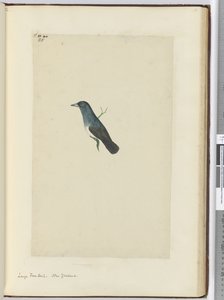 F.25 Stor viftehale. New Zealand, 1772-75 (wc) af Isaac Smith