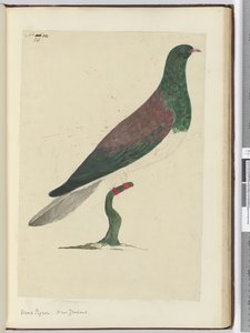 F.26 Skovdue. New Zealand, 1772-75 (wc)