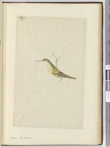 F.28 Gøg. New Zealand, 1772-75 (wc) af Isaac Smith