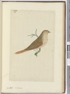 F.29 Groft næb. New Zealand, 1772-75 (wc) af Isaac Smith