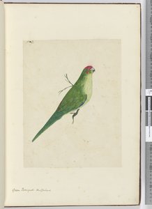F.2 Grøn parket. New Zealand, 1772-75 (wc) af Isaac Smith