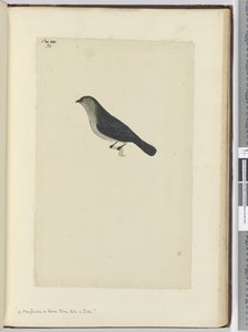 F.30 En newzealandsk fugl tam som en rødstrupe, 1772-75 (wc) af Isaac Smith
