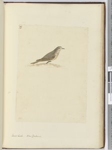 F.31 Sandlærke. New Zealand, 1772-75 (wc) af Isaac Smith
