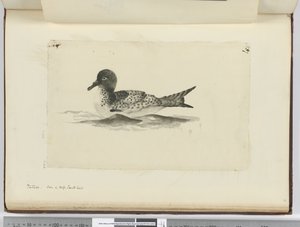 F.37b Pintado. Set i høj sydlat., 1772-75 (wc) af Isaac Smith