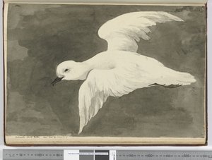 F.39 Antarktisk hvid stormsvale. Set lat. 60 til lat. 71 S., 1772-75 (wc) af Isaac Smith