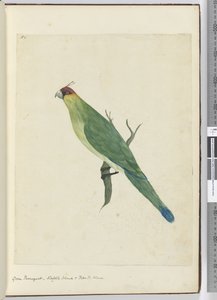 F.3 Grøn parket. Norfolk Island & Friendly Islands, 1772-75 (wc)