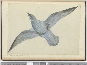 F.41 Blåsvale. Dusky Bay New Zealand. I høj S. lat., 1772-75 (wc)