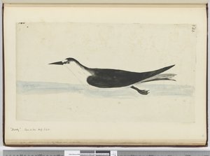 F.44 Noddy. Set på havet høj S. lat., 1772-75 (wc) af Isaac Smith