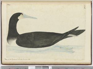F.46 Shag of New Zealand, der laver deres rede i træer, 1772-75 (wc) af Isaac Smith