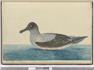 F.49 Lille albatros set i lat. 65 S., 1772-75 (wc) af Isaac Smith
