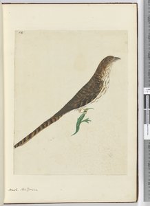 F.4 Høg. New Zealand, 1772-75 (wc) af Isaac Smith