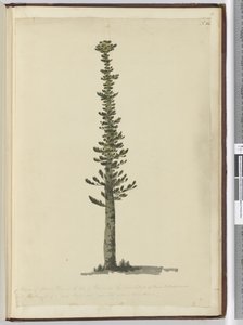 F.54 Slags granfyr på Isle of Pines i den sydlige ende af Ny Kaledonien og høj for master af meget stor art. Set sept. 1774..., 1772-75 (wc) af Isaac Smith