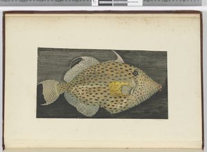F.55 En fisk kaldet Old Wife of S. Jago, 1772-75 (wc)