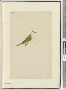 F.5 Lille gøg. New Zealand, 1772-75 (wc) af Isaac Smith