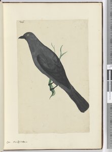F.6 Krage. Ny Kaledonien, 1772-75 (wc) af Isaac Smith