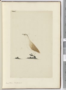 F.8 Småhøge. New Zealand, 1772-75 (wc) af Isaac Smith