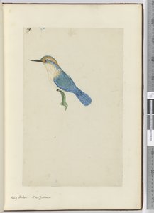F.9 Kongefisker. New Zealand, 1772-75 (wc) af Isaac Smith