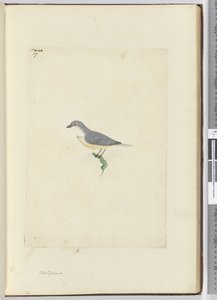 f.17 Uidentificeret New Zealand fugl, 1772-75 (wc) af Isaac Smith