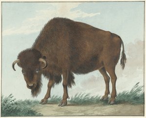 Bison af Isaac van Haastert