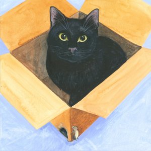 Kat i kassen