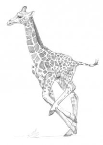 Giraf