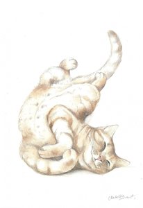 Afslappet kat
