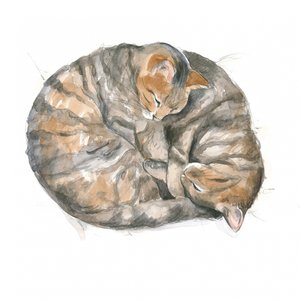 Runde katte