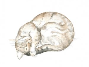 Sovende stribet kat