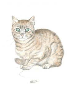 Stribet kat og knap