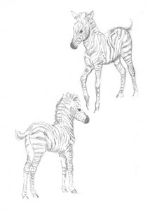 Zebraføl