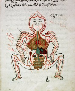 Arabisk medicin: "" blodcirkulation og fordøjelsessystem"" Miniature af anatomimanuskriptet "" Tashrih bi al-Taswir"" (Kroppens anatomi) af Mansur (Mansur) ibn Ilyas (ca. 1390) Istanbul fra det 17. århundrede, universitetsbiblioteket