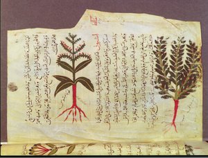 Ms. Arabe 4947 fol.84, Planter fra en afhandling af Dioscoride, 1200-tallet af Islamic School