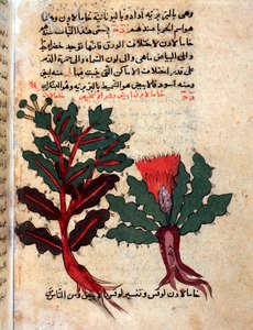 Side fra et medicinsk herbarium (manuskript af Islamic School