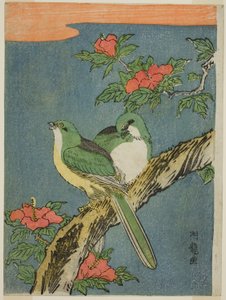 To fugle på Hibiscus træ af Isoda Koryusai