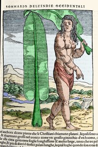 En vestindisk indfødt stående ved et tobaksblad. Gravering fra bogen "" Navigationi og Viaggi"" vol. III af Giovanni Battista Ramusio (1485-1557), Venedig 1565. af Italian School