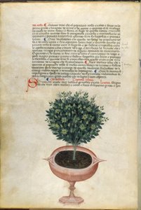 En basilikumplante i en potte, illustration fra 