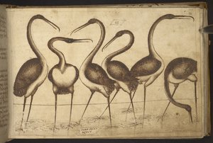 Tilføje. 82955, f.110 Fugle.   , fra Historia Animalium, (bestående af 245 pen-og-blæk-tegninger af forskellige dyrearter og mytiske væsner, hver ledsaget af en beskrivelse.)    1595 af Italian School