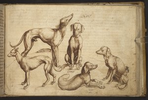Tilføje. 82955, f.206 Hunde af forskellige racer (