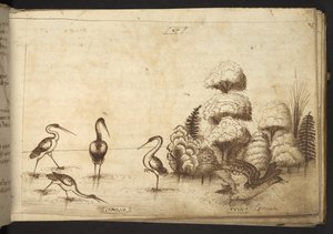 Tilføje. 82955, f.26 Vadefugle (